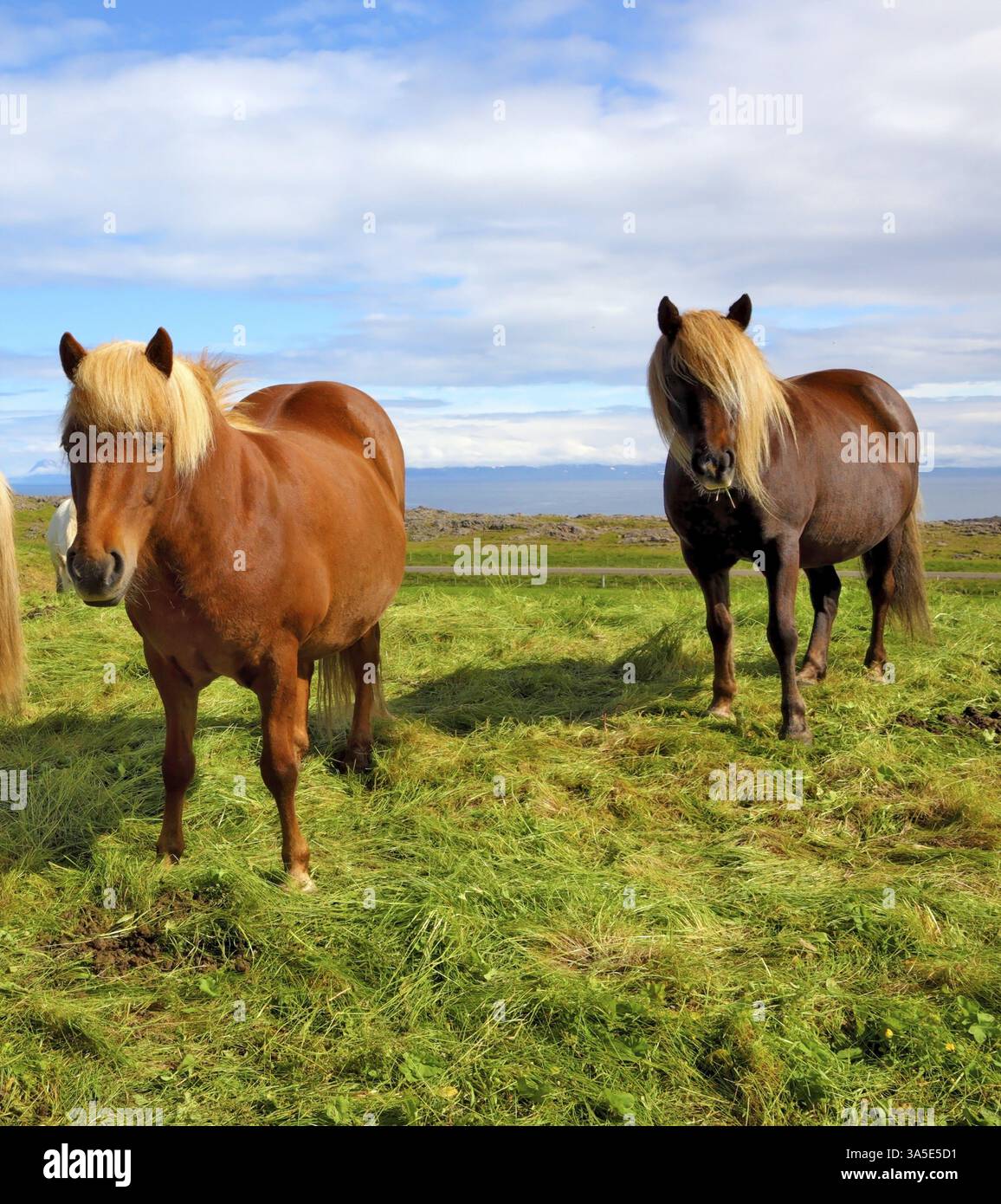 Estate in Islanda. Due cavalli di baia islandesi con manne gialle su un pascolo libero Foto Stock