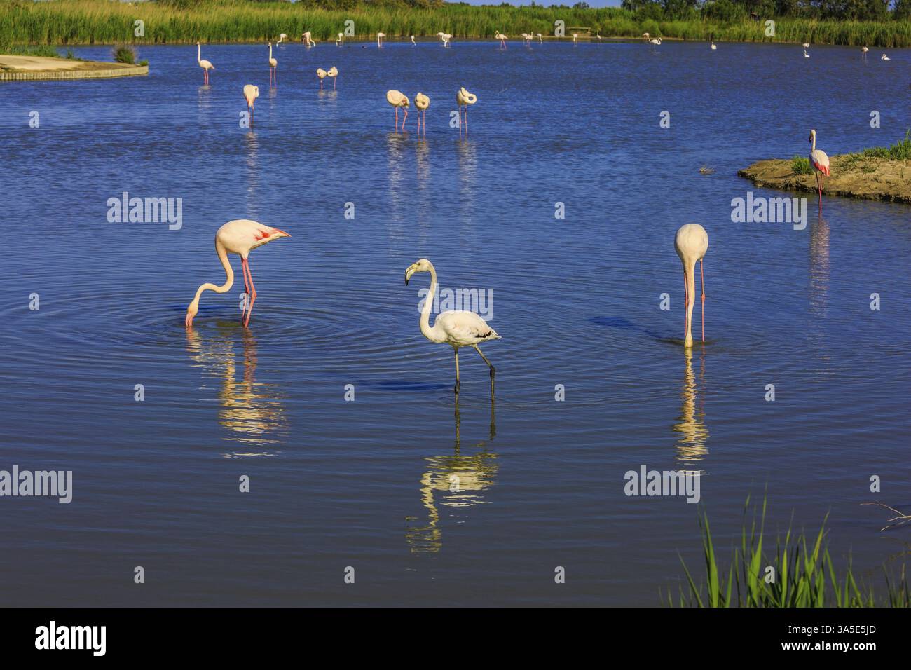 Stormo di fenicotteri rosa nel basso canale del delta del Rodano. Tramonto nel parco nazionale della Camargue Foto Stock