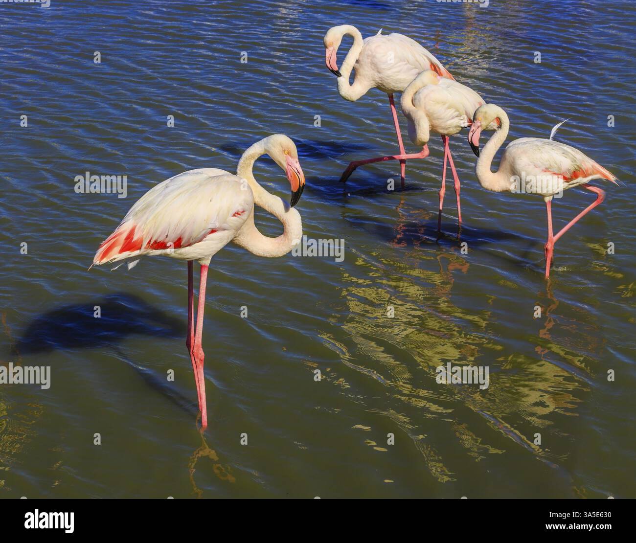 Tramonto nel parco nazionale della Camargue. Un gregge di fenicotteri rosa nel basso canale delta del Rodano Foto Stock