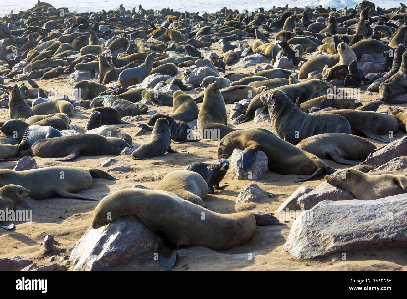 Colonia di foche da pelliccia. Cape Cross è la più grande colonia sudafricana di otarie orsine. Animali di grandi dimensioni - foche orecchiate crogiolano al sole. L'Atlantico, l'Africa, Nami Foto Stock