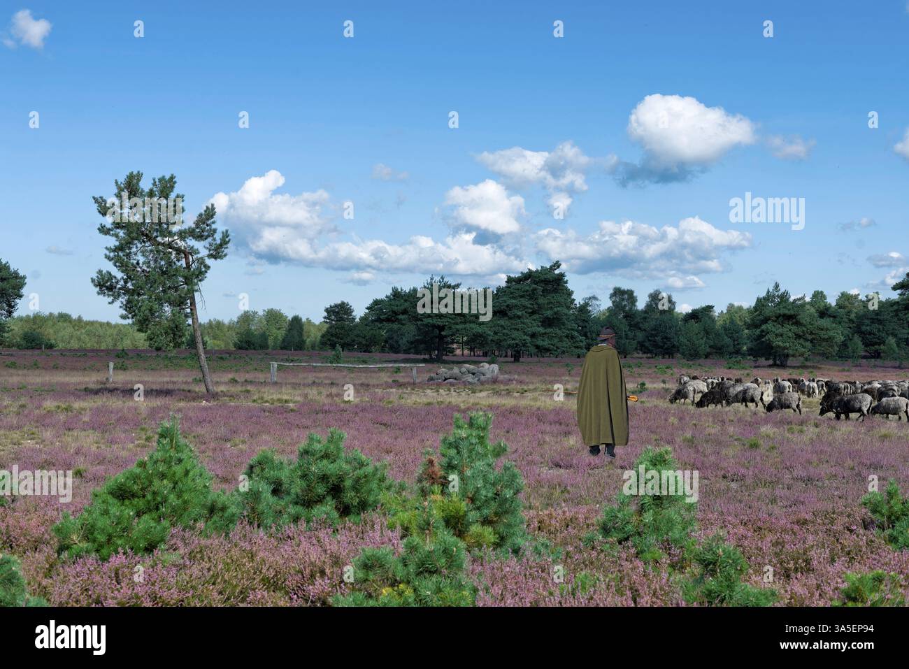 Fotomontaggio, pastore con il suo gregge, Heath di Lueneburg, bassa Sassonia Foto Stock