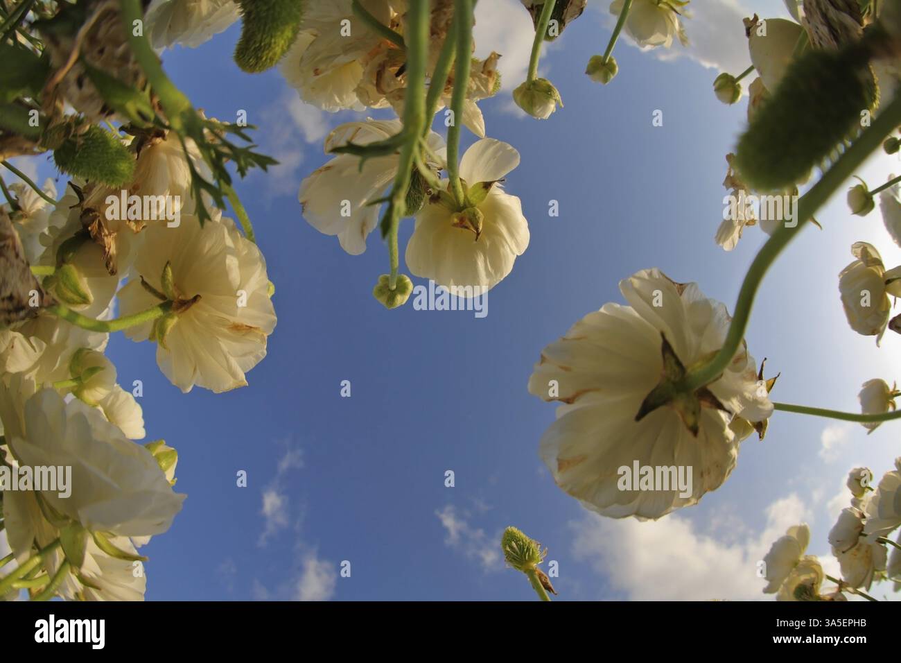 Il cielo primaverile blu scuro e le nuvole sopra un campo di fiori bianchi, fotografati da una lente The Fish Eye Foto Stock