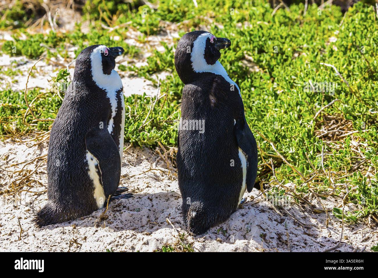 Due pinguini sulla sabbia costiera dell'Oceano Atlantico. Boulder Penguin Colony, Parco Nazionale Table Mountain. Sudafrica Foto Stock