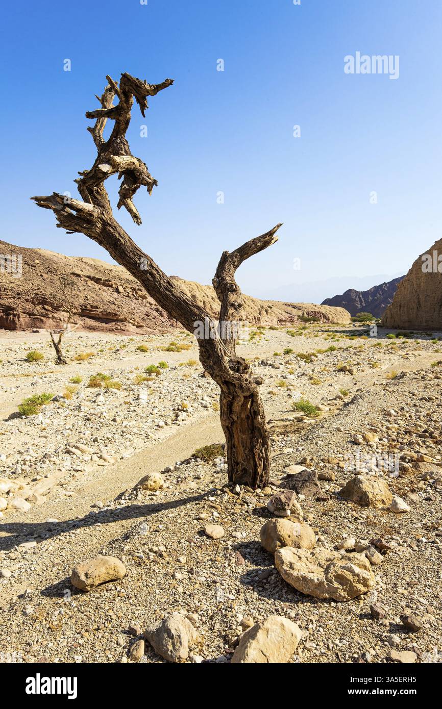 Ingresso al Black Canyon. L'inizio del percorso. Magnifiche rocce multicolore del canyon. Eilat, Israele. Caldo giorno di novembre. Pittoresco Foto Stock