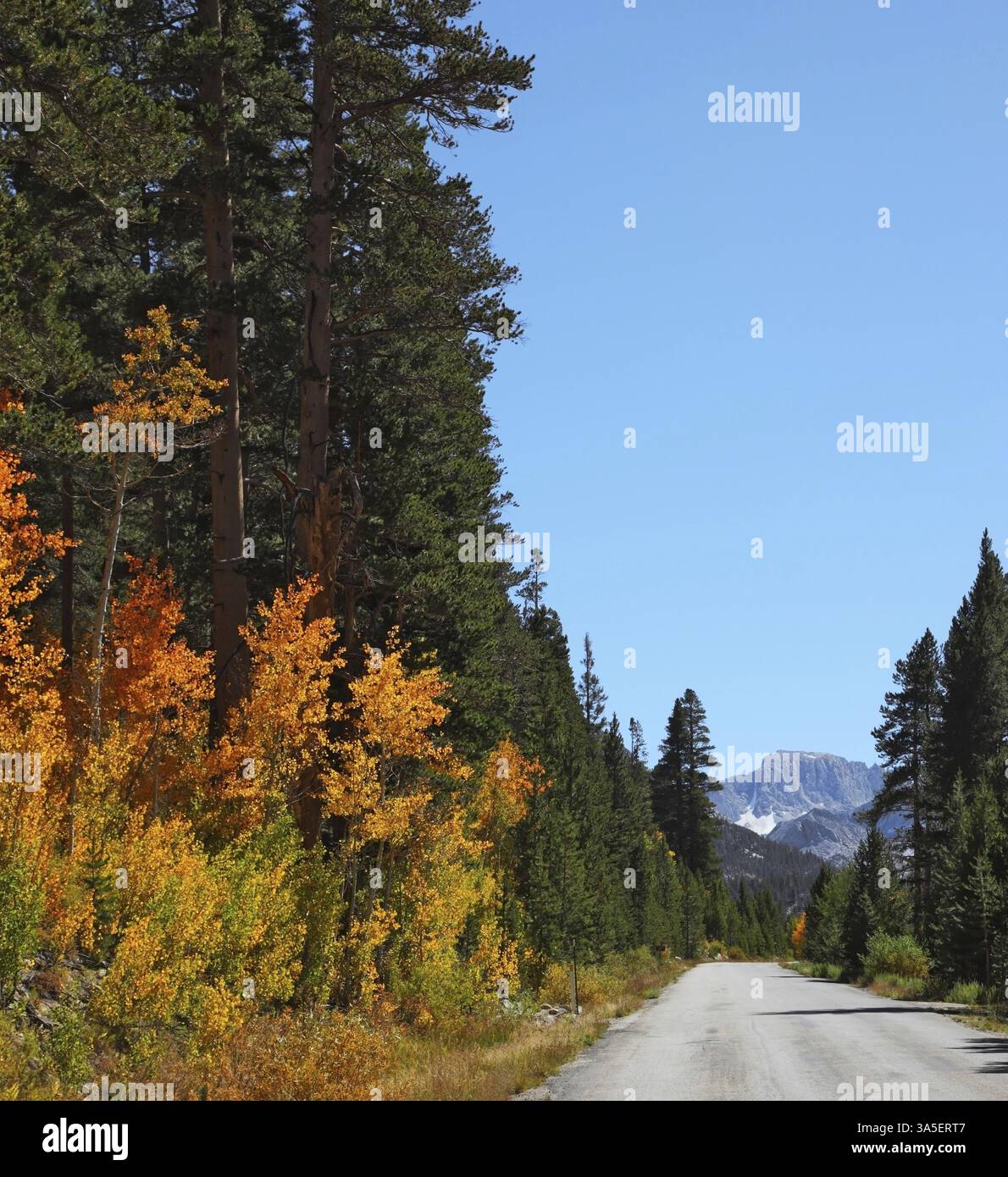 Bel sentiero nel parco di montagna. Una giornata di sole e un fogliame giallo, verde e arancio Foto Stock
