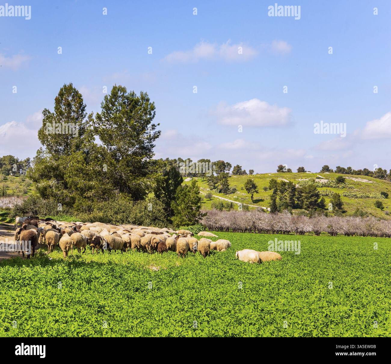 Grande gregge di pecore e arieti è guidato lungo una strada sterrata intorno ai prati. Ampio prato verde con lussureggiante erba alta. Mondo verde primaverile. Caldo soleggiato f Foto Stock