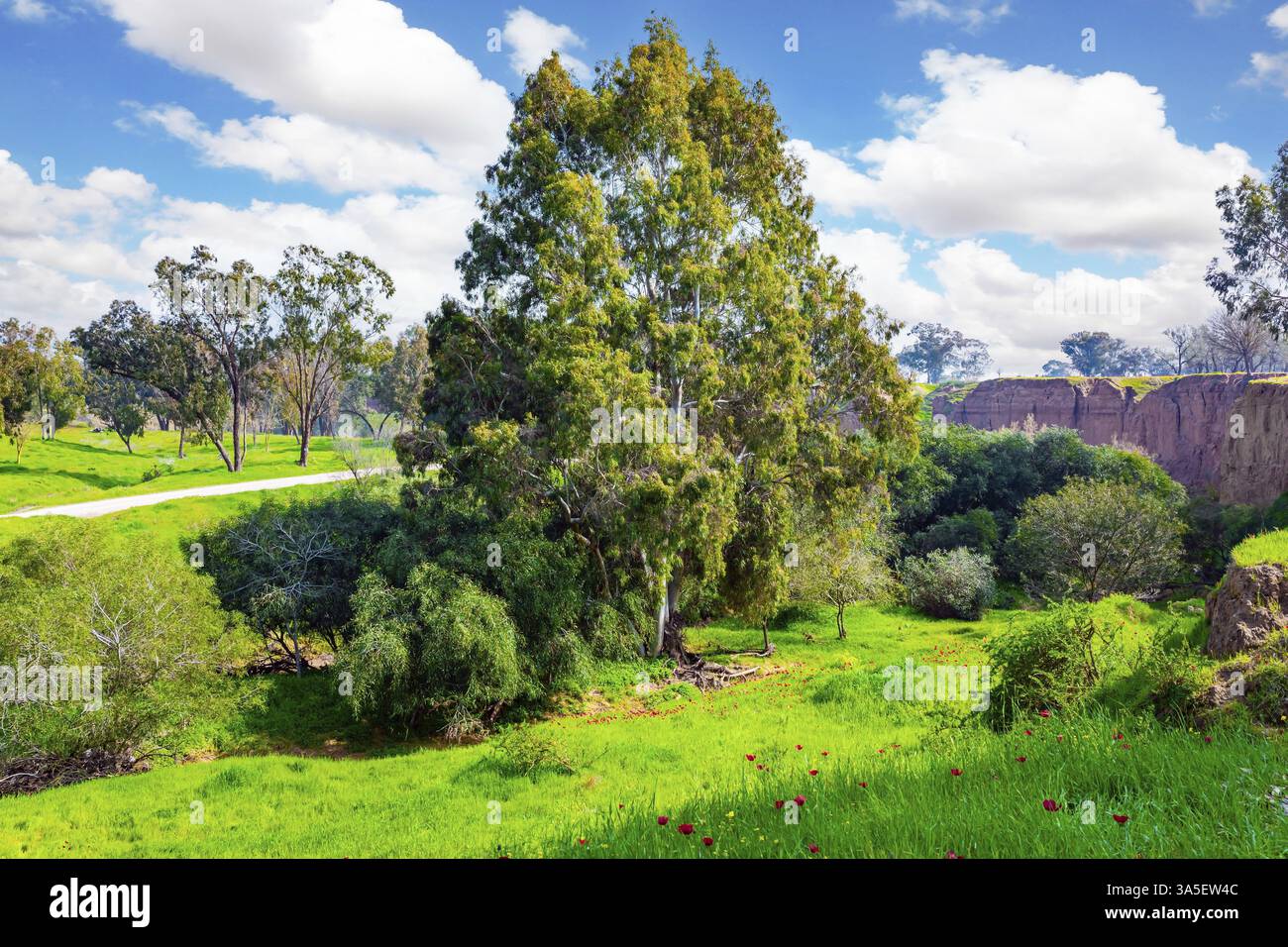 Festa di primavera a Kibbutz Beeri, al confine con la Striscia di Gaza. Sentieri pittoreschi tra tappeti verdi e anemoni in fiore. Israele Foto Stock