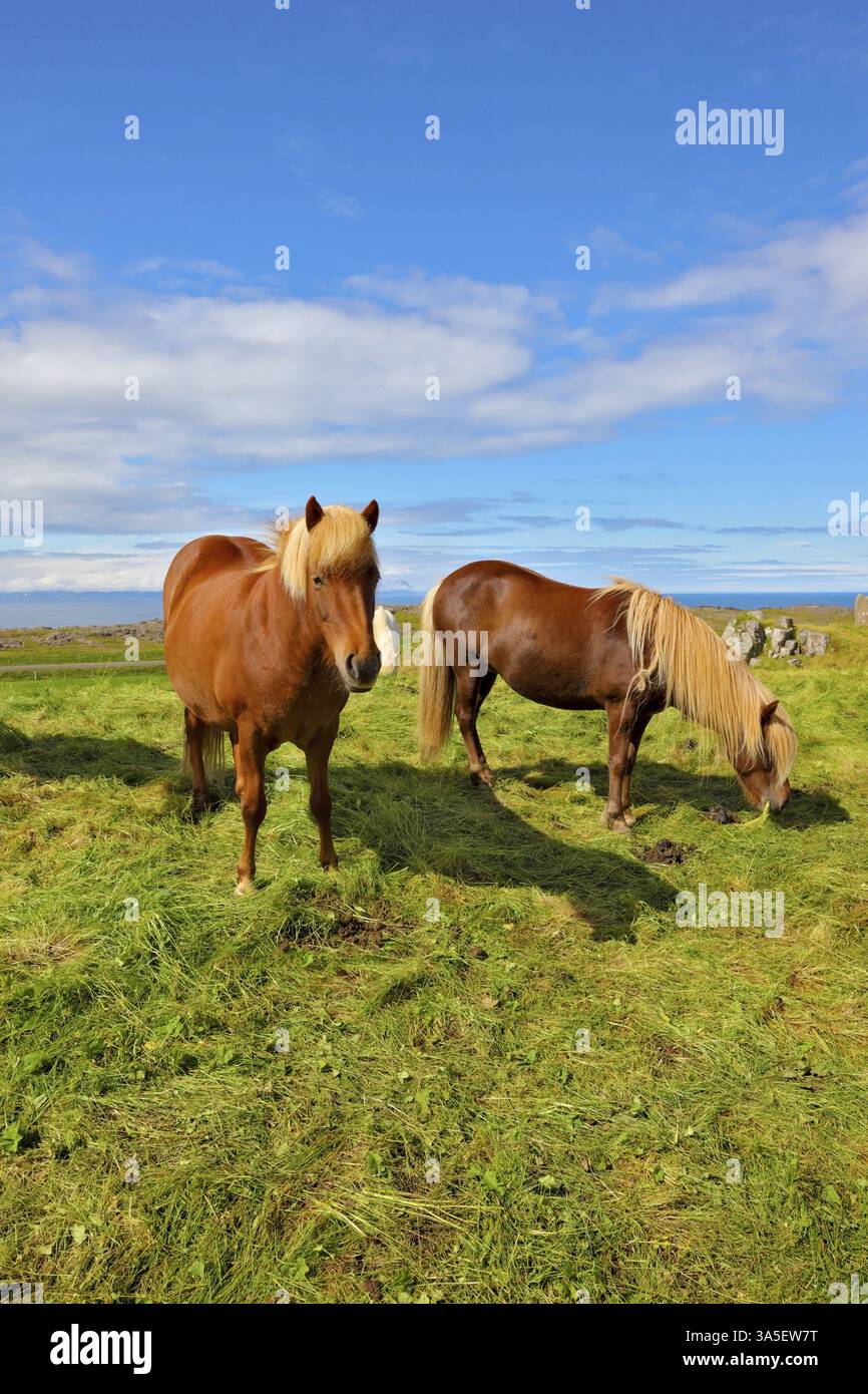 Estate in Islanda. Due cavalli di baia islandesi con criniere bianche su un pascolo libero Foto Stock