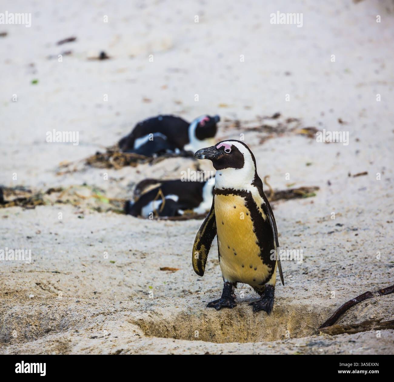 Pinguino sulla sabbia costiera dell'Oceano Atlantico. Boulder Penguin Colony, Parco Nazionale Table Mountain. Sudafrica Foto Stock