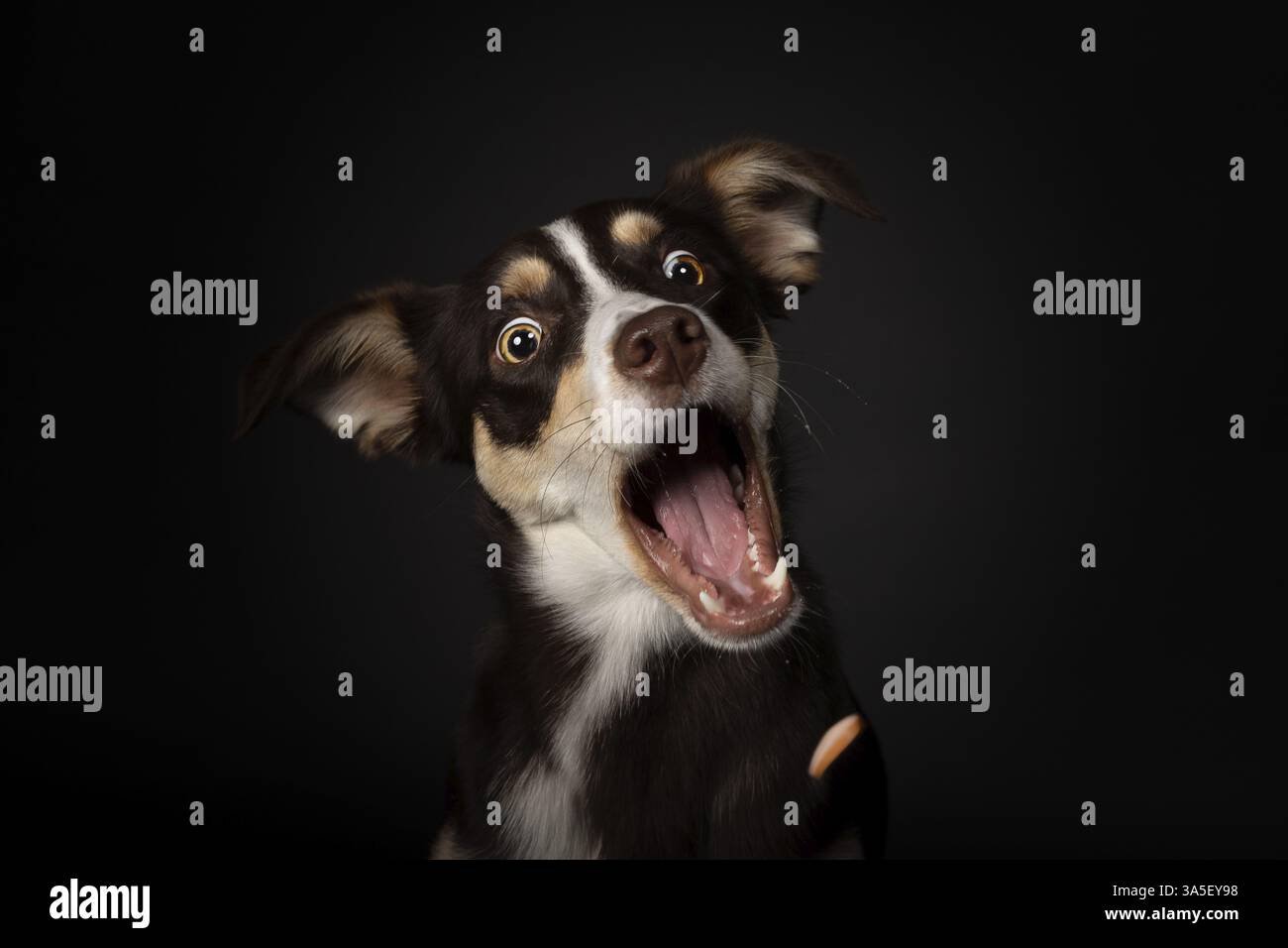 mongrel adulto Foto Stock