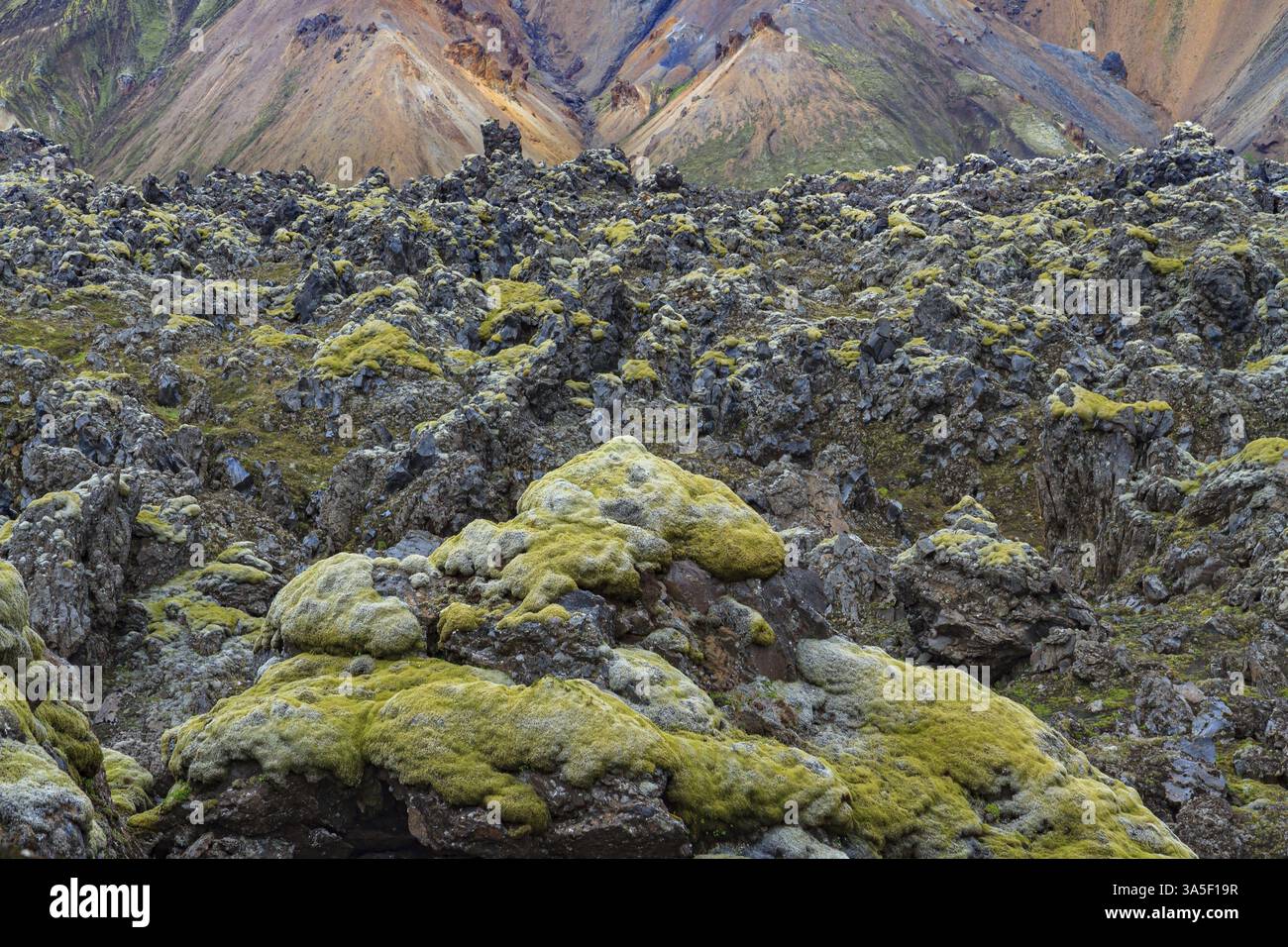 Viaggia verso l'Islanda esotica. Montagne colorate e sorgenti termali di Landmannalaugar. Enormi pietre ricoperte di muschio verde Foto Stock