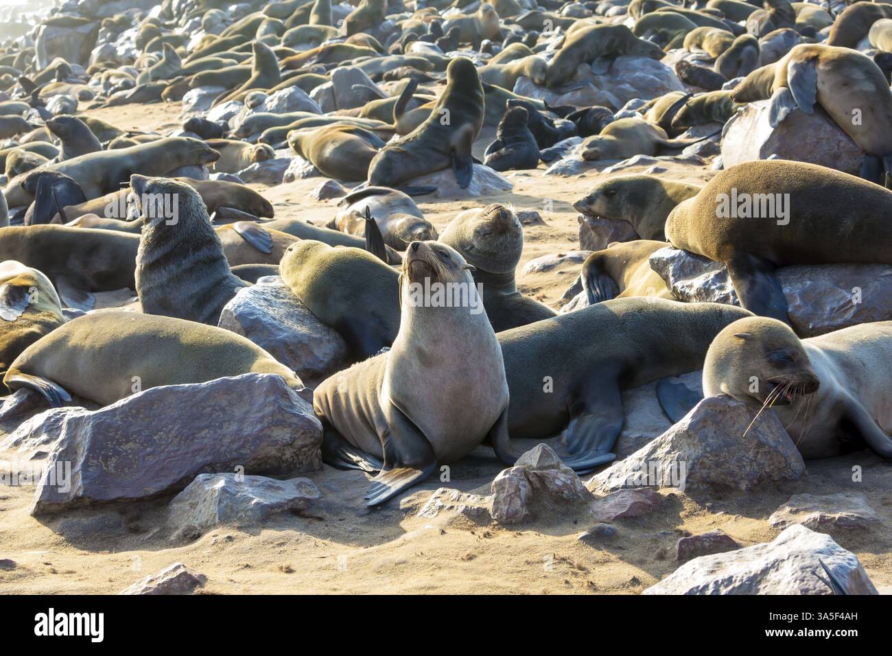Africa. Namibia. Cape Cross è la più grande colonia al mondo di foche da pelliccia sudafricana. Riserva naturale della Namibia. Giornata soleggiata fredda e ventosa. Il concetto Foto Stock