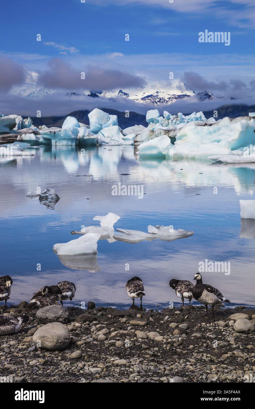 Magnifica mattinata d'estate in una laguna di ghiaccio sull'oceano con banchi di ghiaccio galleggianti. Su un orlo costiero gregge di uccelli - brent di Branta leucopsis. Estate in IC Foto Stock