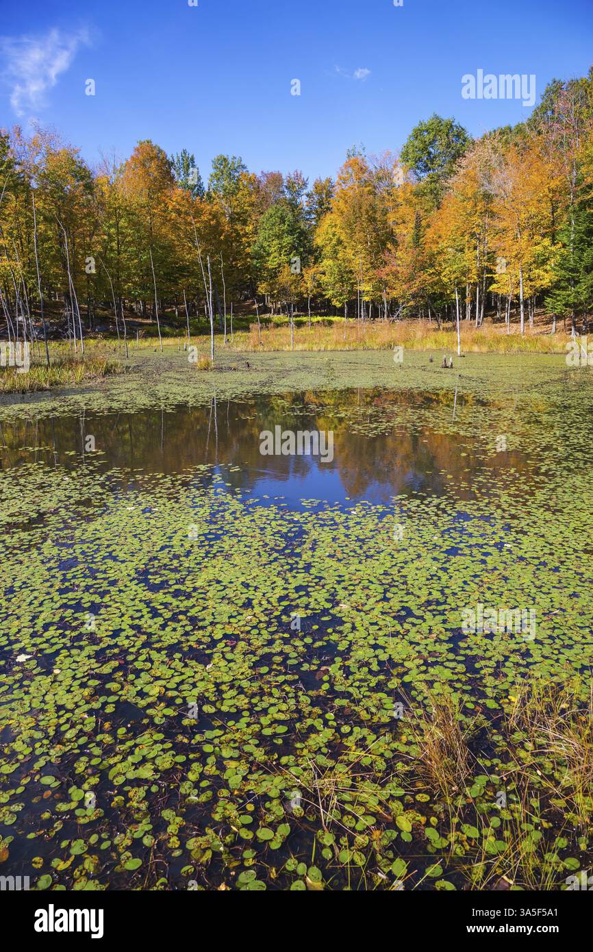 Piccolo lago ricoperto di gigli nel parco autunnale. Bella giornata di sole a ottobre nel Canada francese Foto Stock