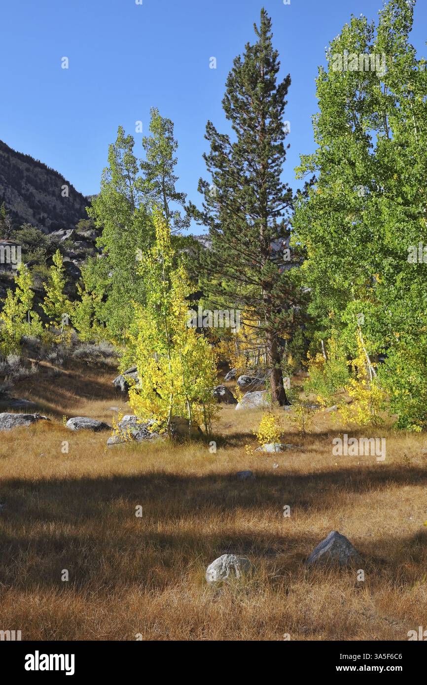 Paesaggio autunnale incredibilmente bello - alberi con fogliame colorato e grandi rocce - massi nell'erba gialla brillante Foto Stock