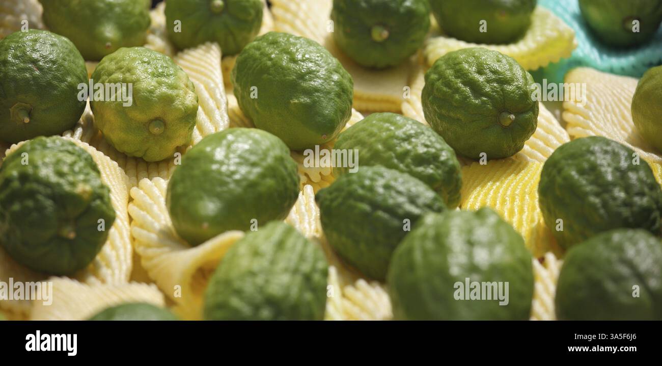 Verde sul giallo. Festa autunnale ebraica di Sukkot. Sul bancone di un festoso mercato di frutta rituale, un citrone è splendidamente esposto Foto Stock