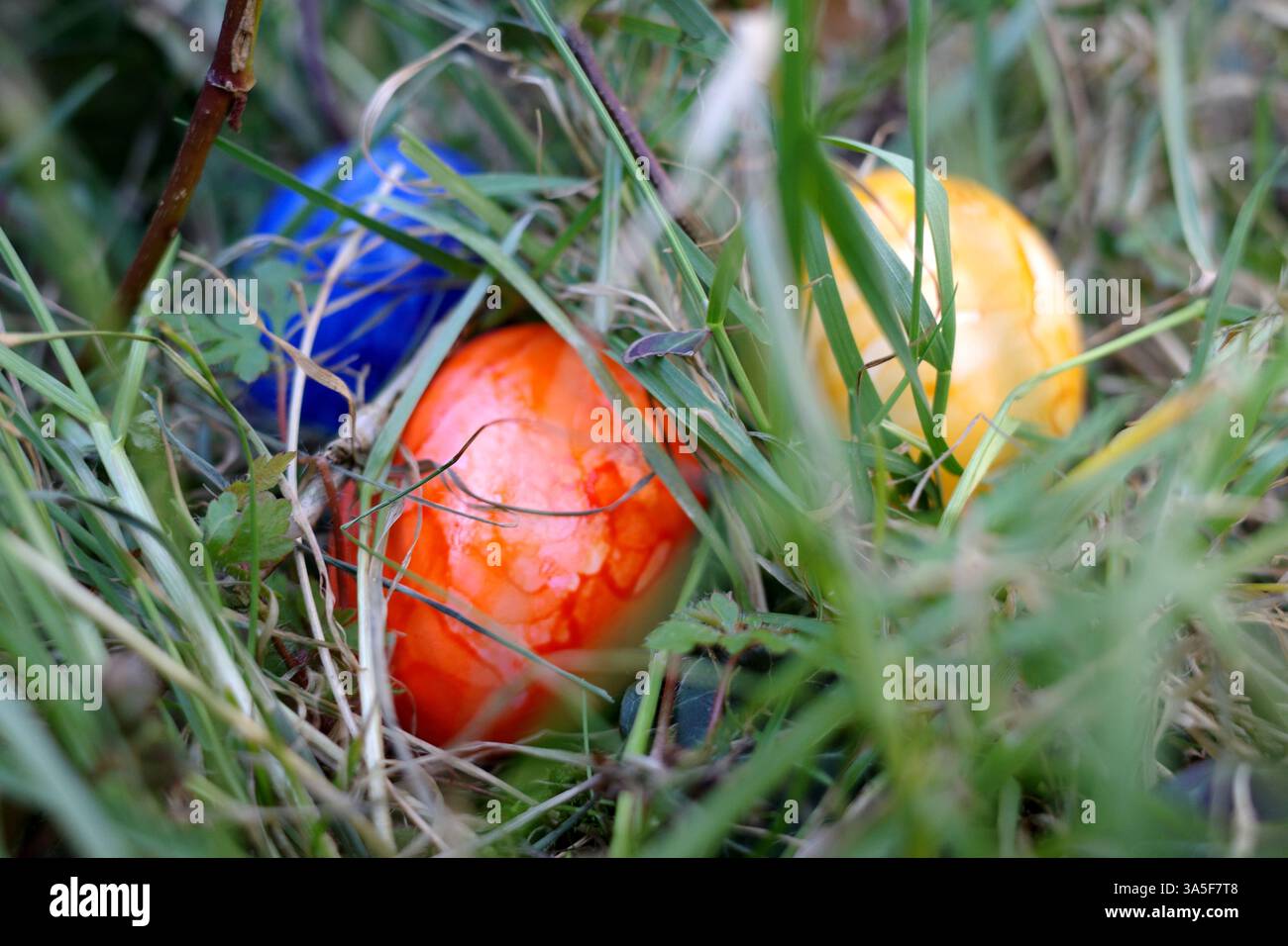 Le uova di Pasqua dai colori vivaci sono nascoste nell'erba per i bambini Foto Stock