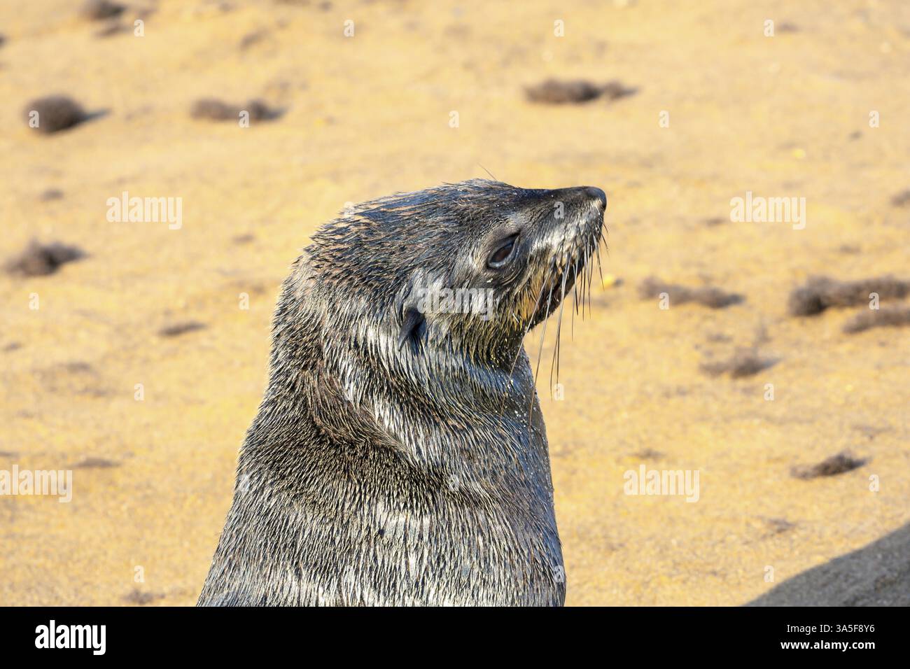 Grandi animali - foche con le orecchie si crogiolano al sole. Africa. Namibia. Cape Cross è il più grande rookery di foche sudafricano del mondo. Natura Namibia R Foto Stock