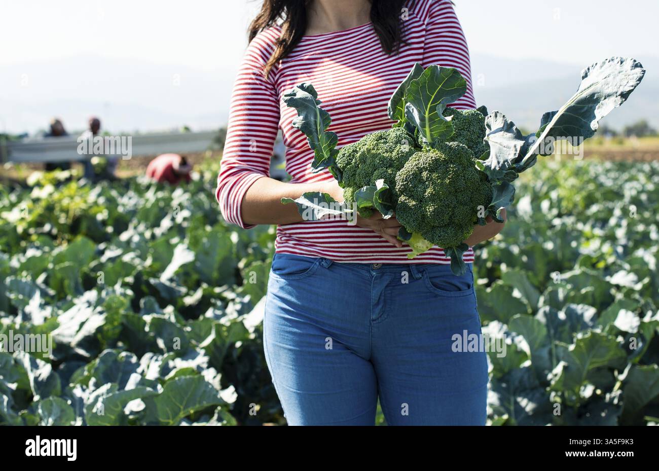 Il lavoratore mostra i broccoli nelle piantagioni. Raccogliere i broccoli. Trattore e piattaforma automatizzata nel grande giardino dei broccoli. Giornata di sole. La donna tiene la testa dei broccoli Foto Stock