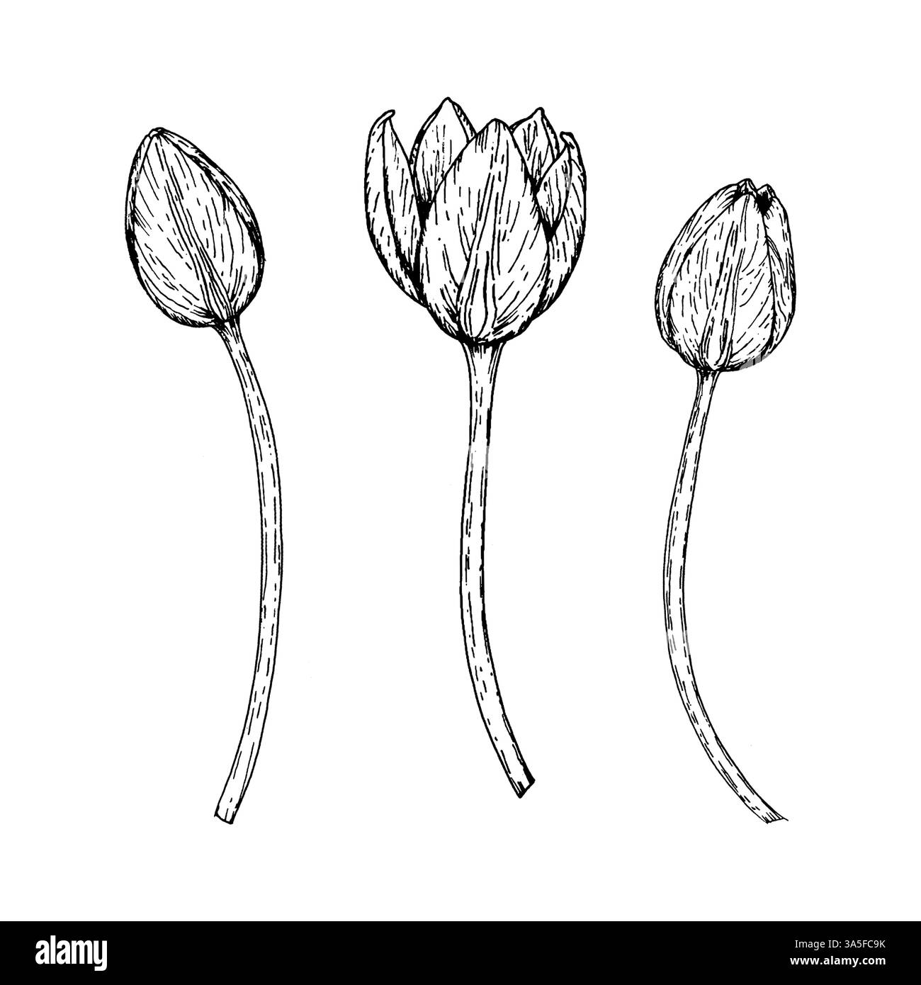 Boccioli di tulipano disegnati a mano in stile inchiostro, isolati su bianco. Bozzetto floreale adatto per promozioni di festival primaverili, materiali da giardinaggio, mercato dei fiori Illustrazione Vettoriale
