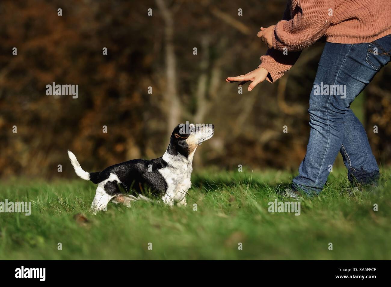 Il vecchio Jack Russell Terrier Foto Stock