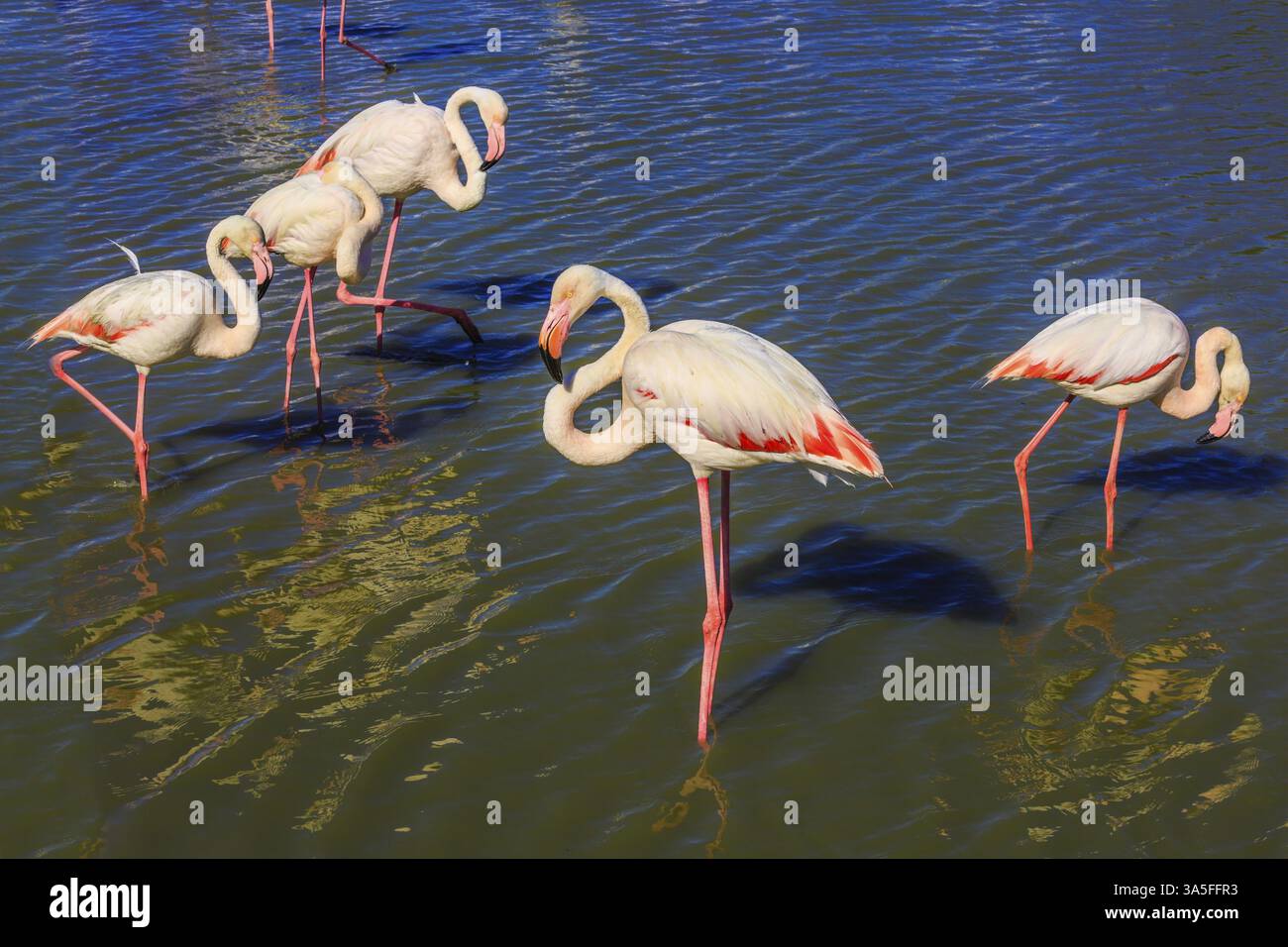 Tramonto nel parco nazionale di Kamargue. Delta del Rodano, Provenza, Francia. Pacchetto di affascinanti fenicotteri rosa nel lago poco profondo Foto Stock