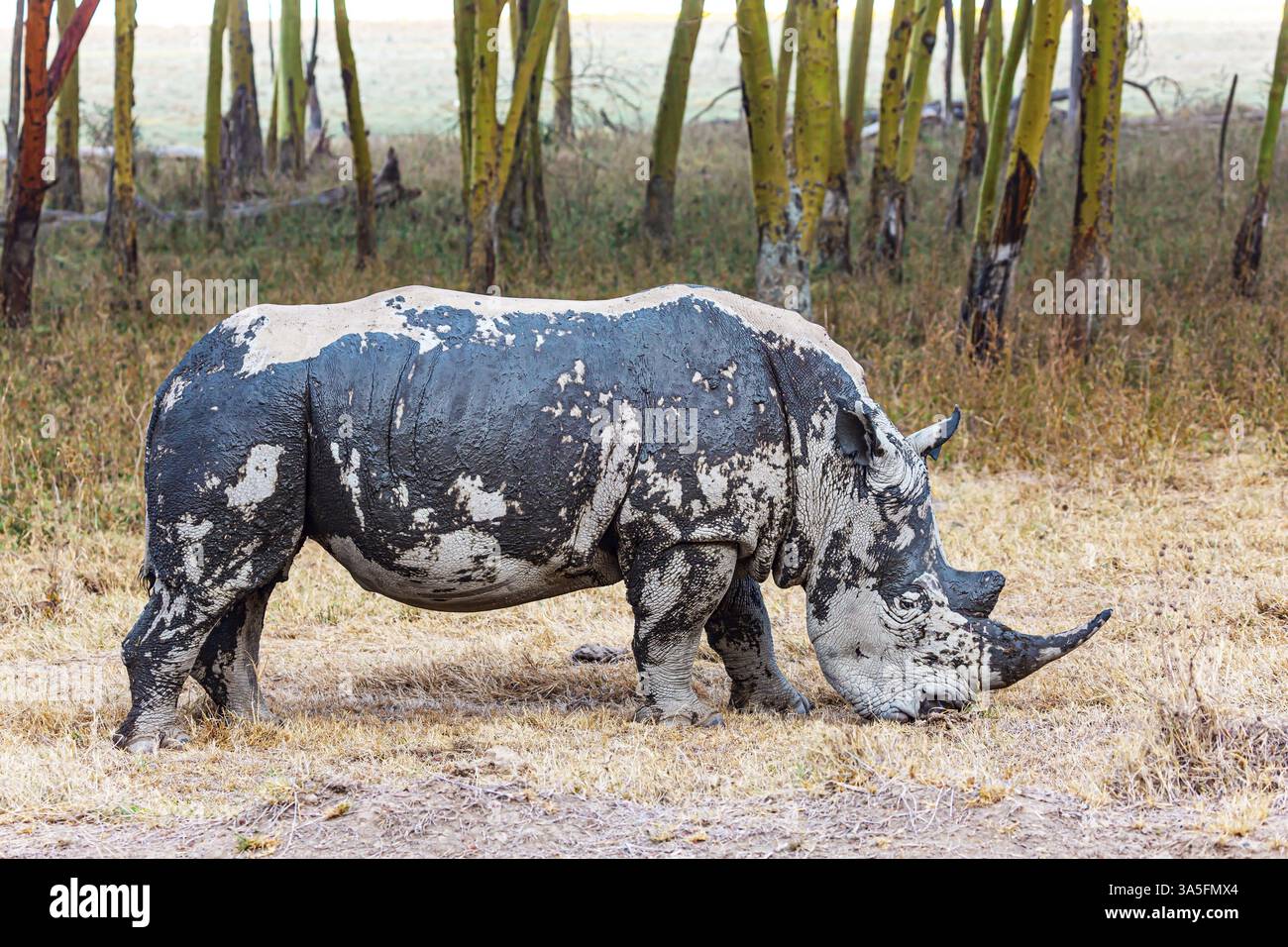 Il rinoceronte nero solitario pascolano tra la vegetazione secca e sparsa. Prairie vicino al lago Nakuru. Il rinoceronte nero è un abitante di paesaggi asciutti. Incredibile t Foto Stock