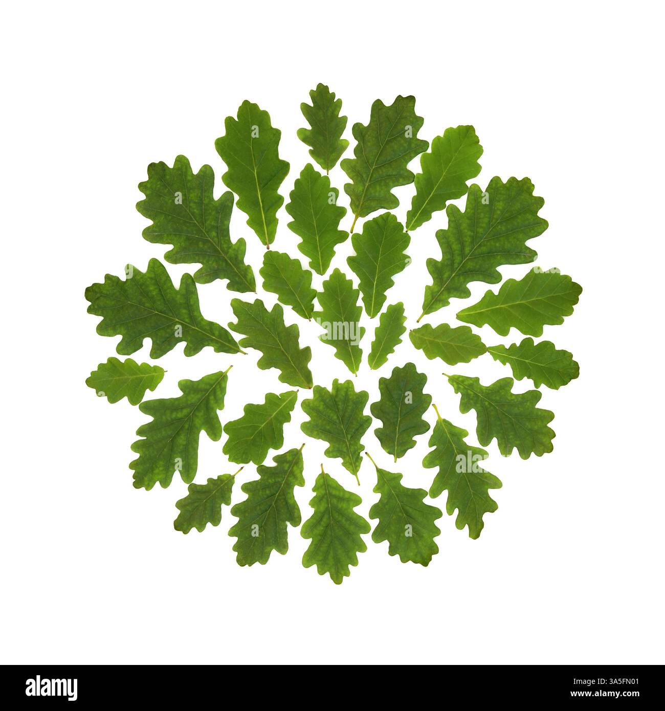 La quercia lascia il simbolo ambientale verde sul bianco. Simbolo Druido di resistenza natura foglia disegno logo, biglietto d'auguri. Foto Stock