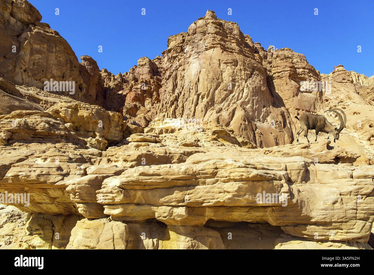 Magnifiche rocce di arenaria multicolore. La valle di Timna a sud del deserto di Arava, vicino alla località di Eilat. Israele. Caldo giorno di novembre Foto Stock