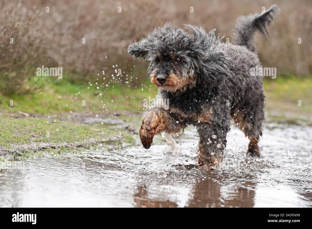 Royal Standard Poodle Foto Stock