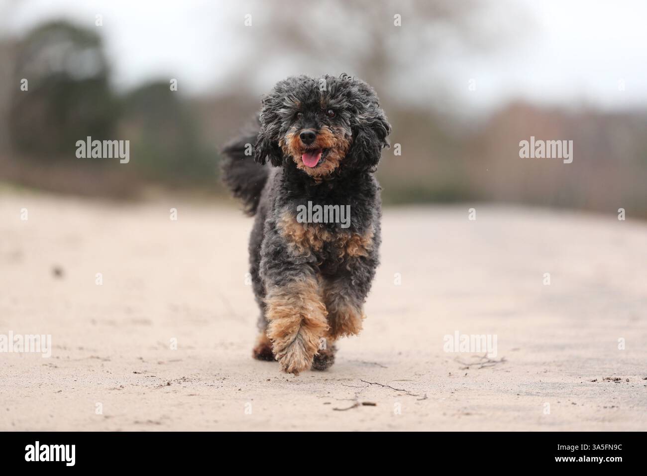 Royal Standard Poodle Foto Stock