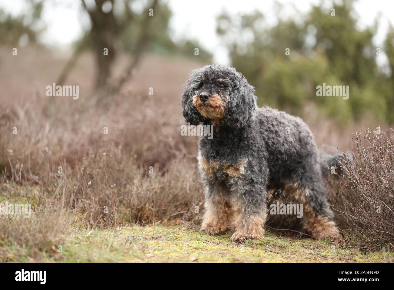 Royal Standard Poodle Foto Stock