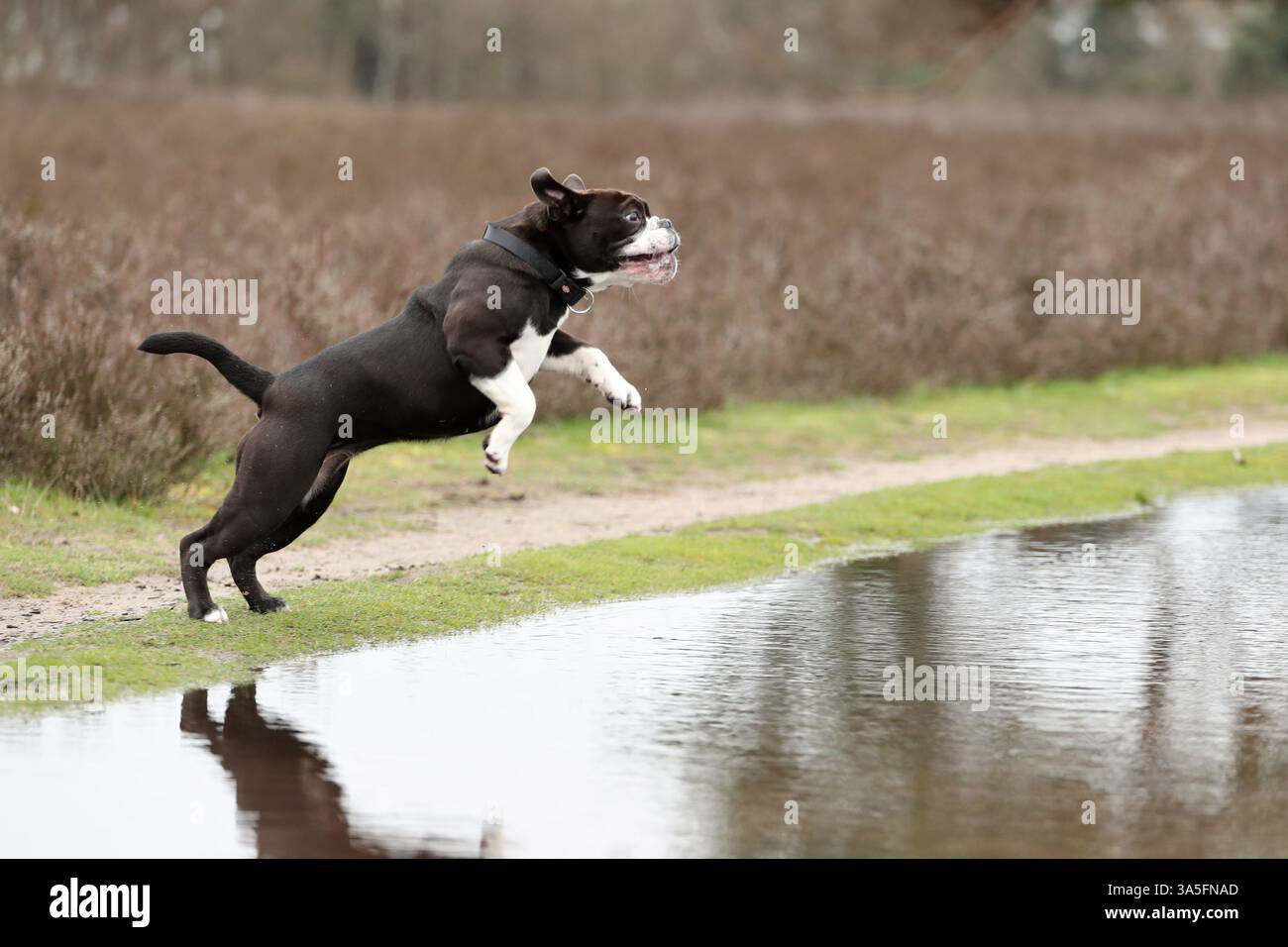 Continental Bulldog Foto Stock