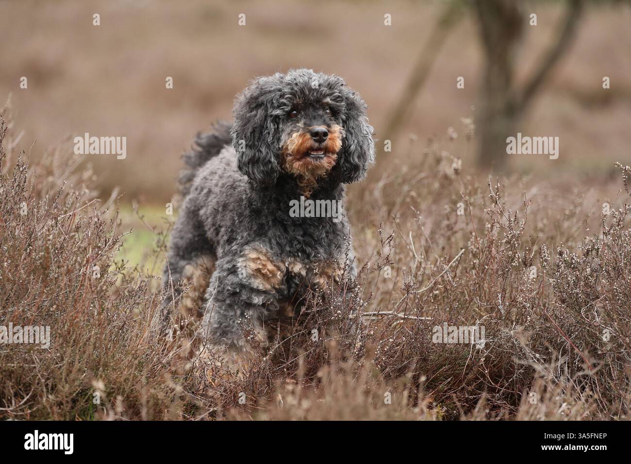 Royal Standard Poodle Foto Stock