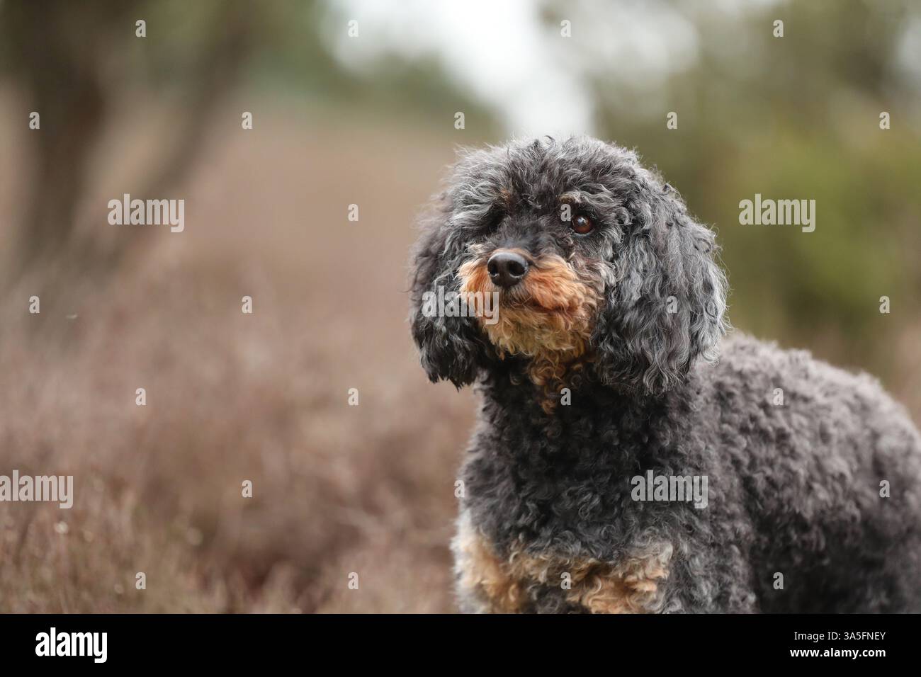 Royal Standard Poodle Foto Stock