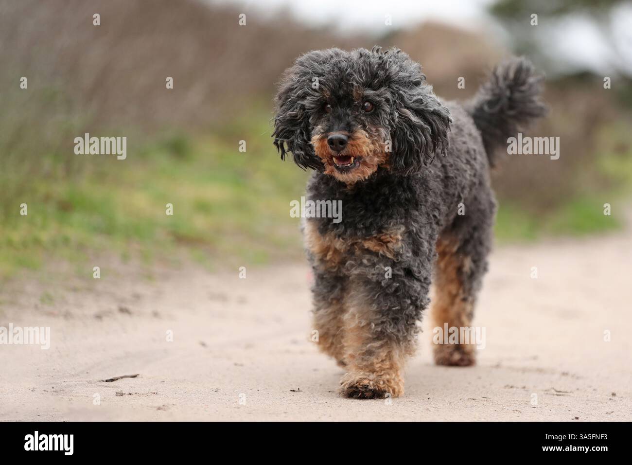 Royal Standard Poodle Foto Stock