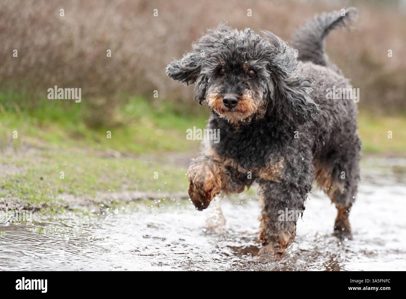 Royal Standard Poodle Foto Stock