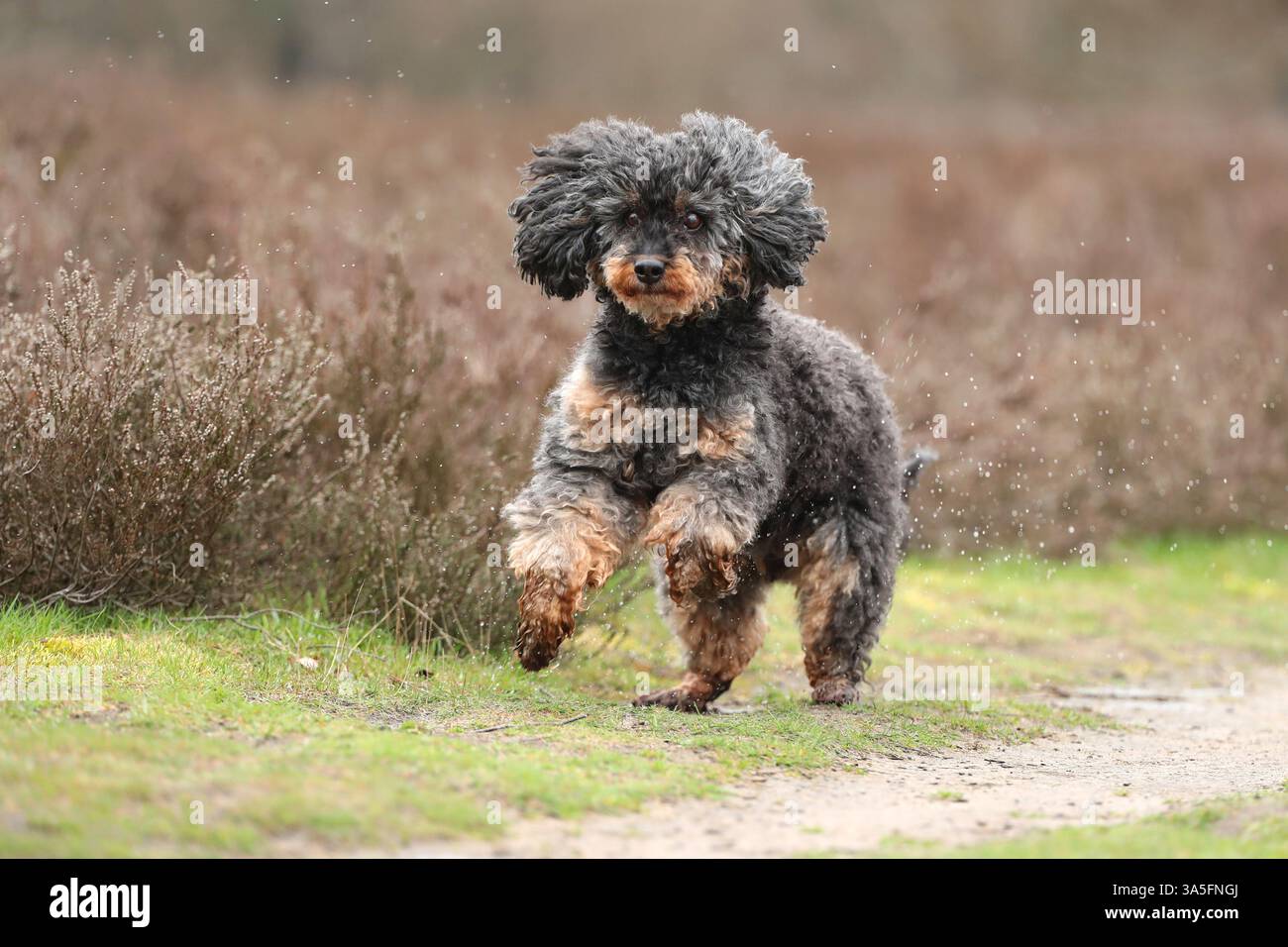 Royal Standard Poodle Foto Stock