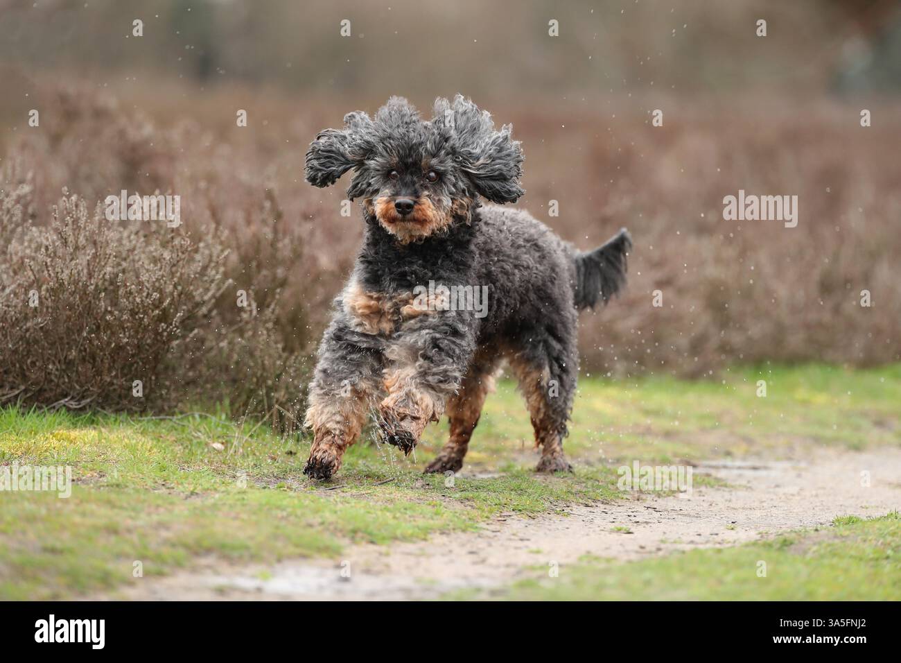 Royal Standard Poodle Foto Stock