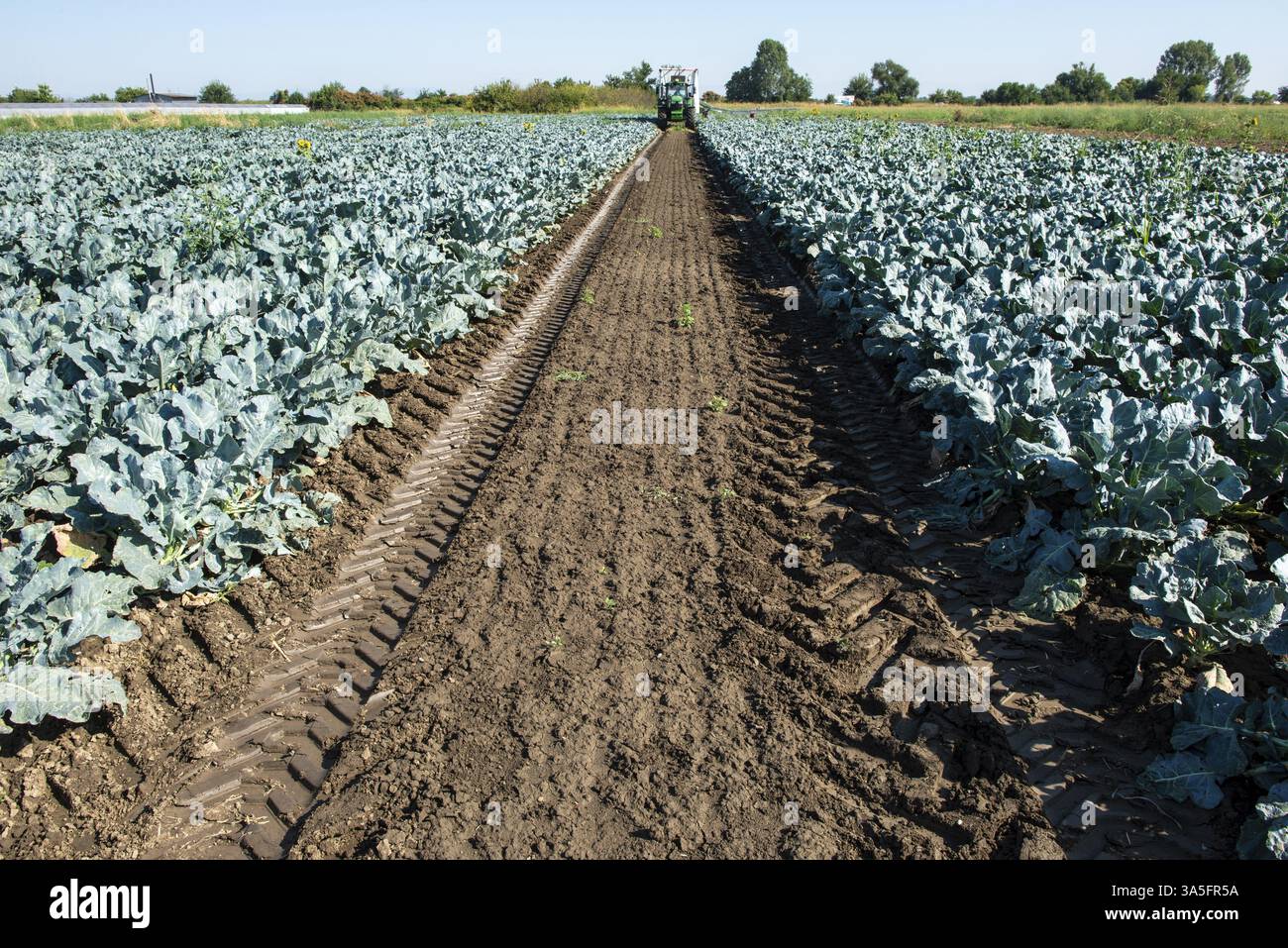 Trattore in terreni agricoli di broccoli. Grande piantagione di broccoli. Concetto per la coltivazione di broccoli. Giornata di sole. Tracce di pneumatici del trattore Foto Stock