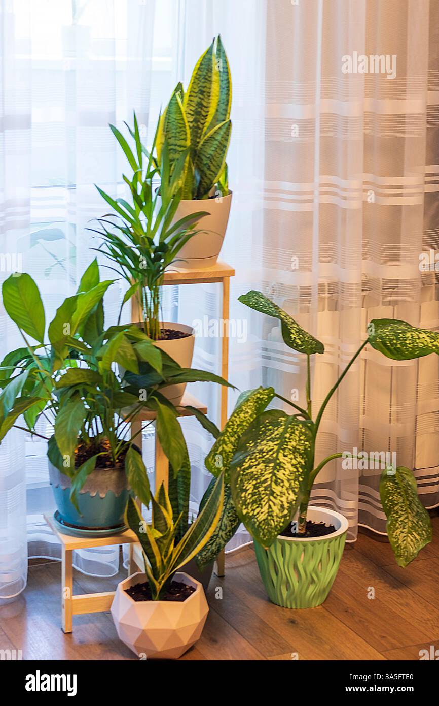Varie piante da interno sul ripiano decorativo Foto Stock