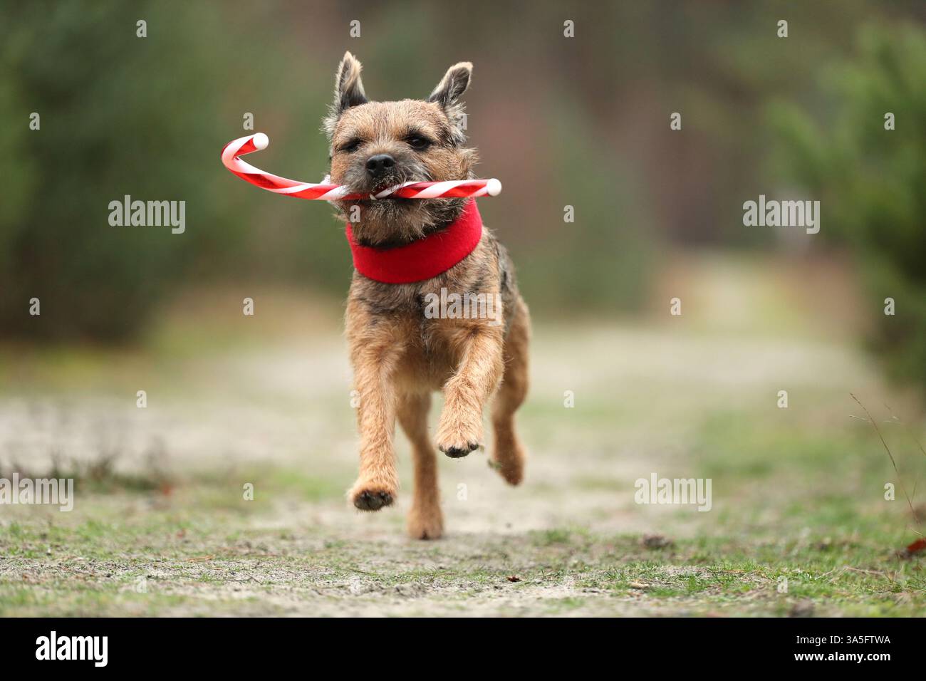 Border Terrier per adulti Foto Stock