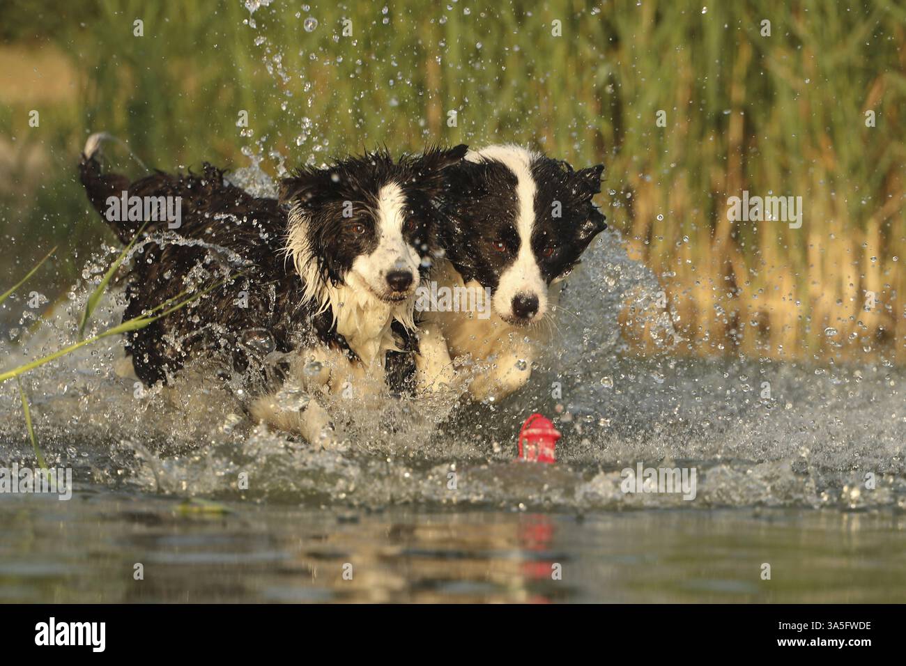 Border Collie Foto Stock