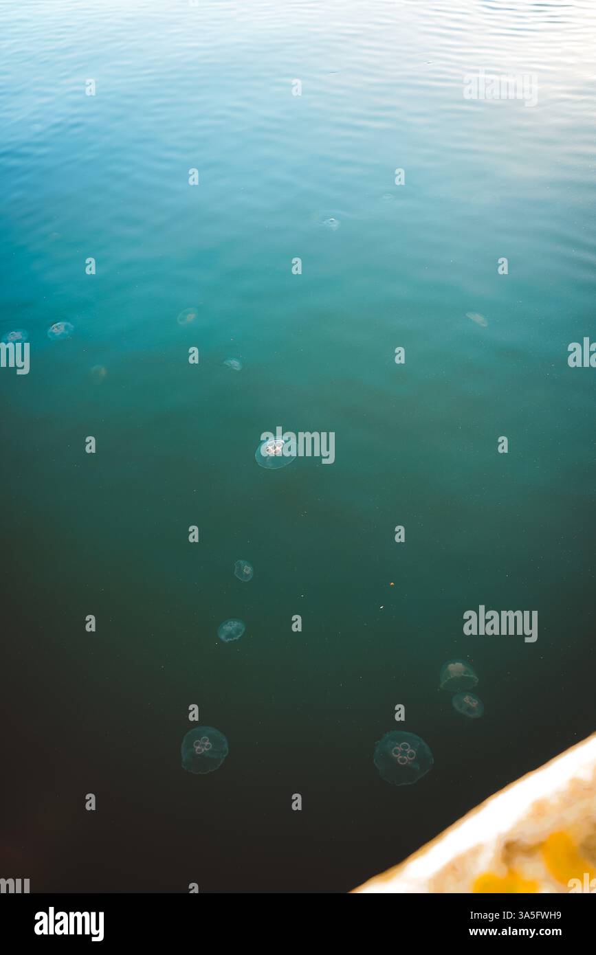 Le meduse al chiaro di luna si muovono attraverso il vetro liquido, dove le increspature e le sagome del molo si fondono in una tranquilla poesia acquatica. 🌊✨ Foto Stock