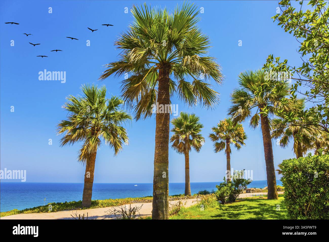Splendida località balneare in una calda giornata estiva. Prato verde alle erbe e palme sottili lungo la costa del mare. Il concetto di turismo sanitario e spiaggia Re Foto Stock