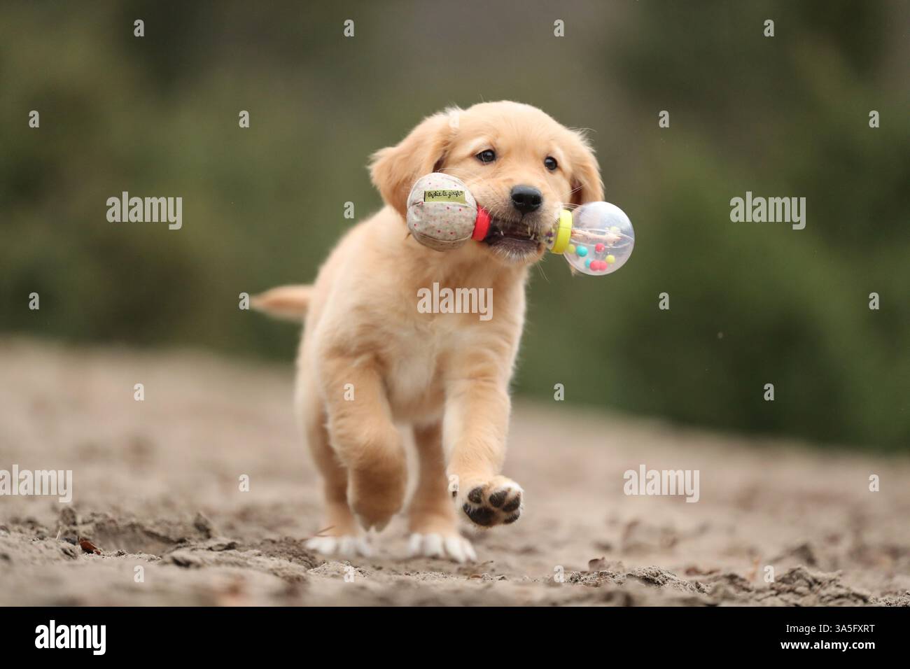 Golden Retriever cucciolo Foto Stock