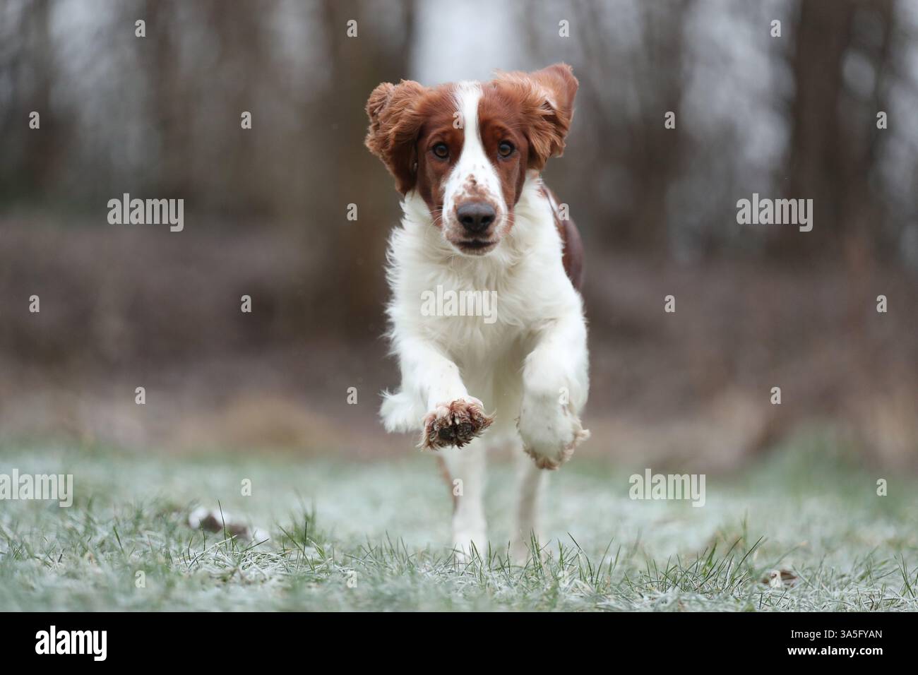 Welsh Springer Spaniel Foto Stock