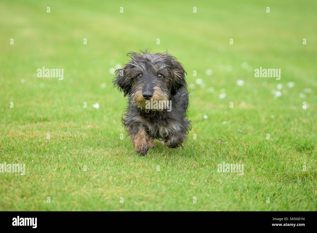 Un simpatico cucciolo di dachshund dai capelli a filo che corre energicamente su una lussureggiante erba verde durante il giorno Foto Stock
