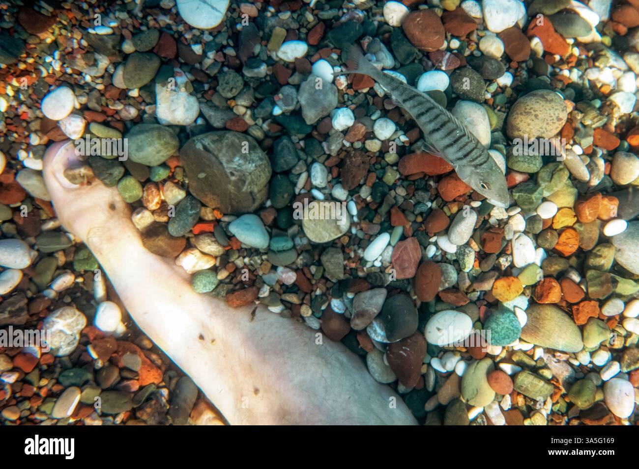 Piccolo pesce che galleggia vicino ai piedi dell'uomo. Colpo sott'acqua Foto Stock