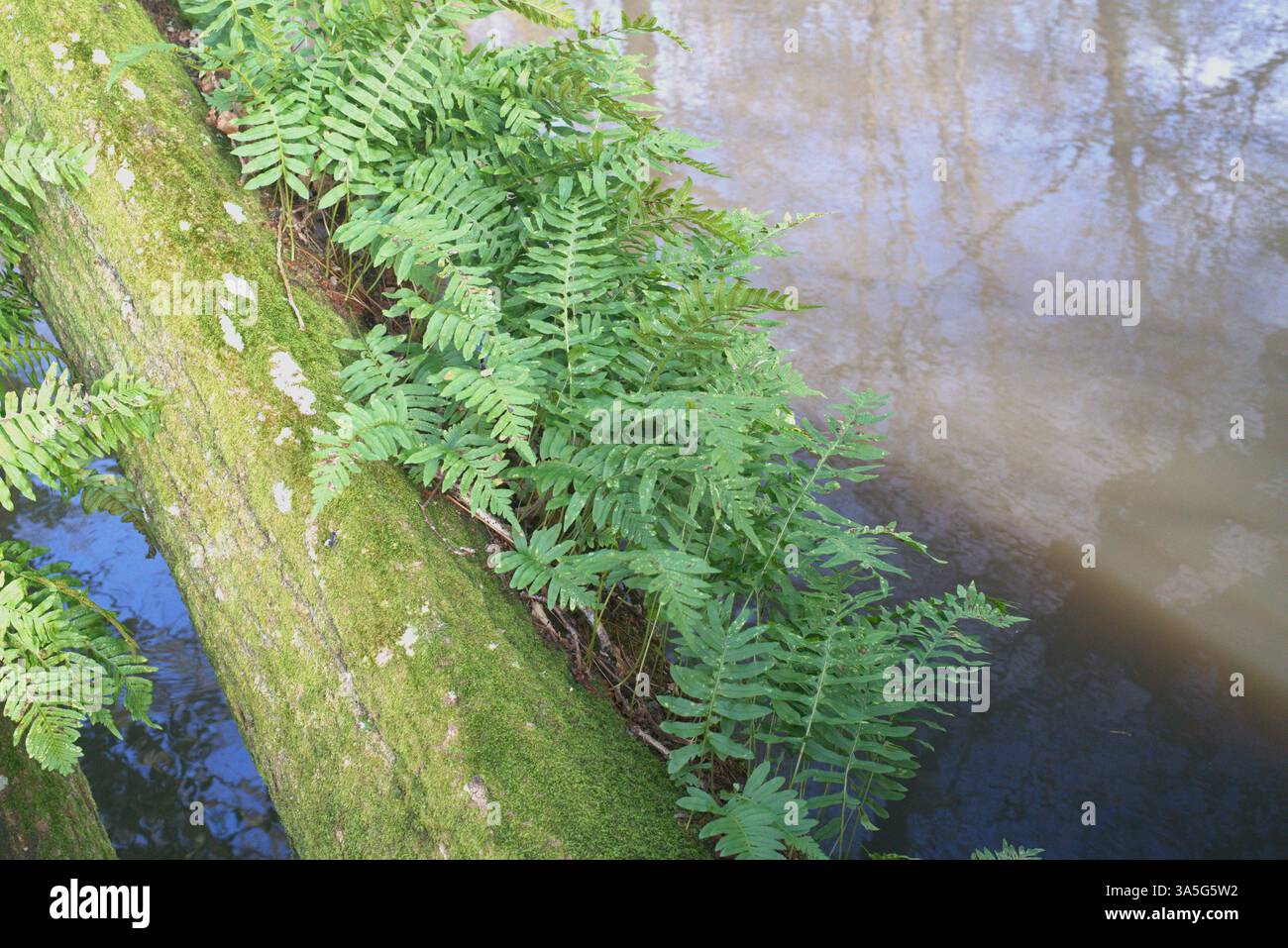 Felce polipodica comune che cresce sul tronco di un albero di quercia. Foto Stock